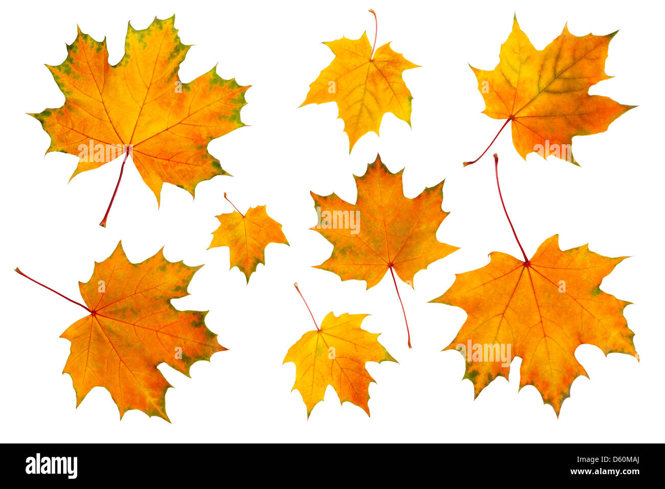 maple leaves isolated on a white Stock Photo - Alamy