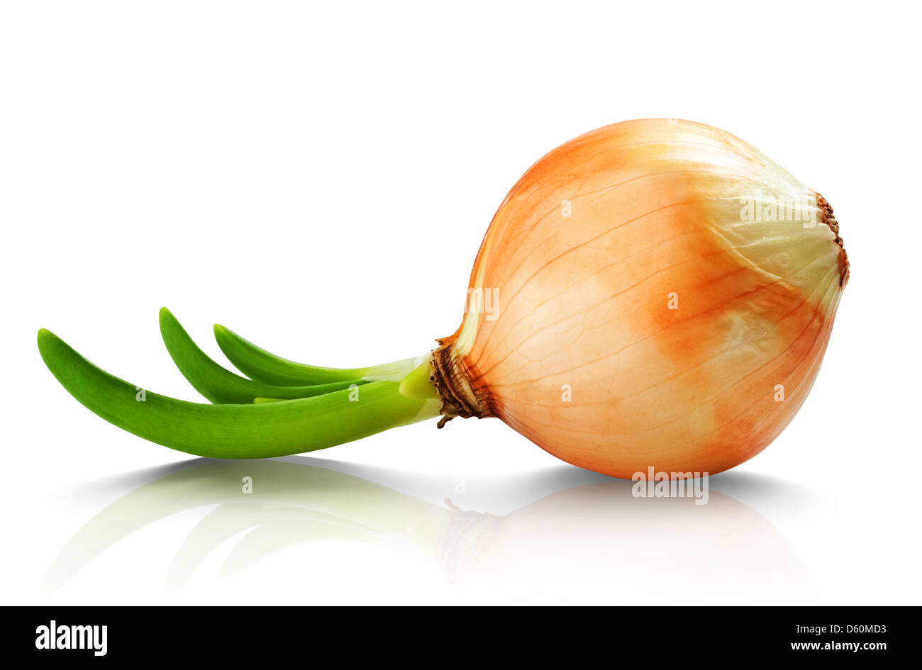 Onion seedling plant Cut Out Stock Images & Pictures - Alamy