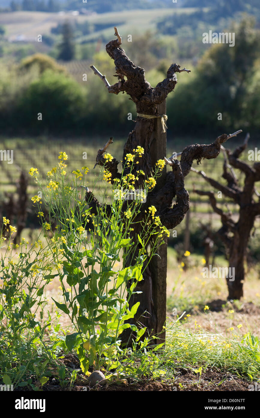 Mustard flowers grow in front of Old Vine Zinfandel on a vineyard in the Dry Creek Valley appellation of the Sonoma Wine Country Stock Photo