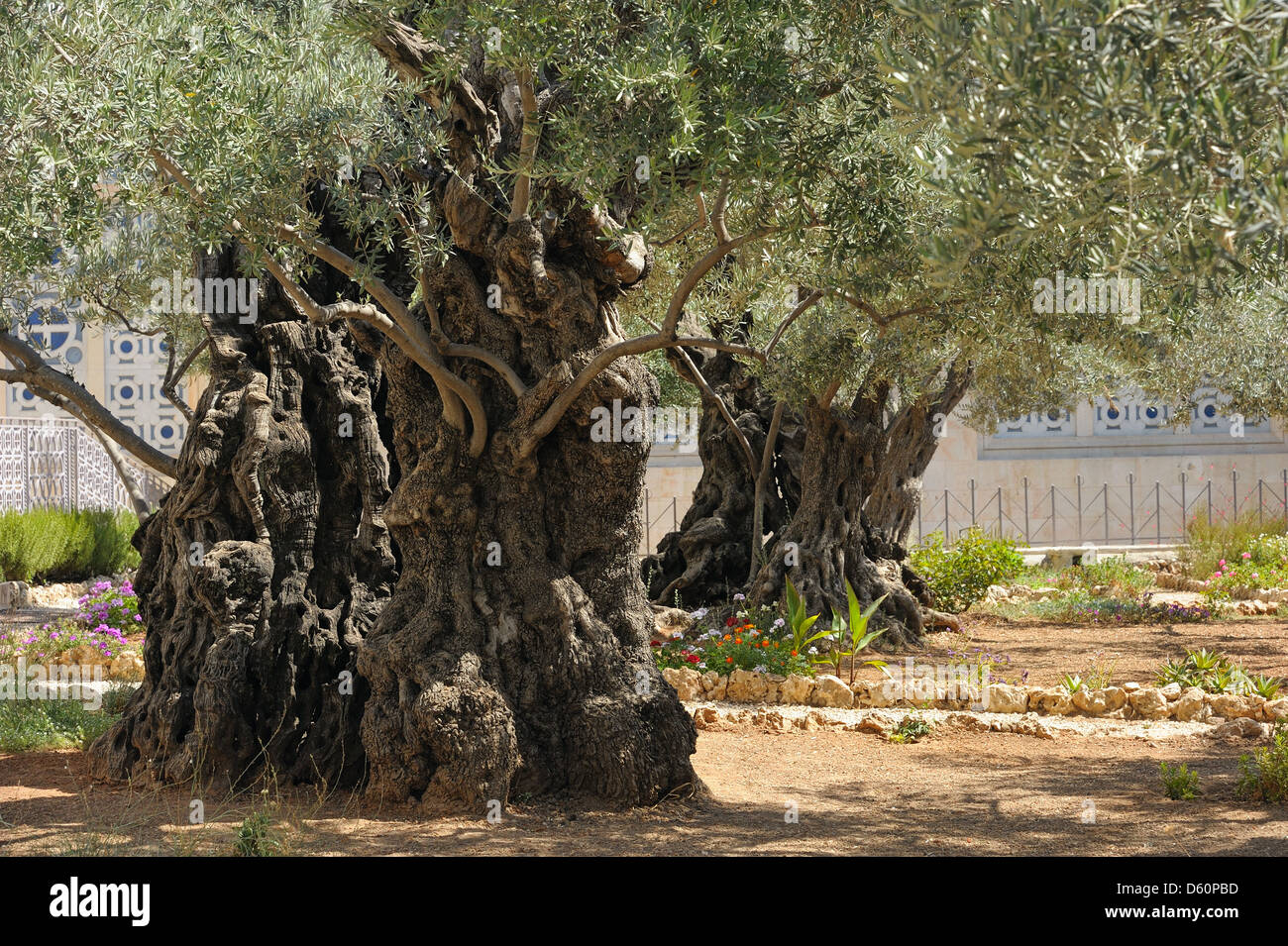 Garden of Gethsemane Stock Photo - Alamy