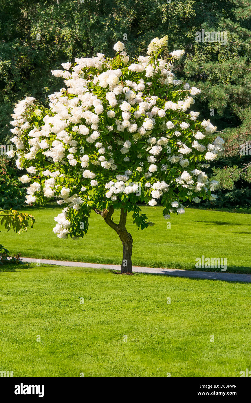 Single tree in blooming hi-res stock photography and images - Alamy