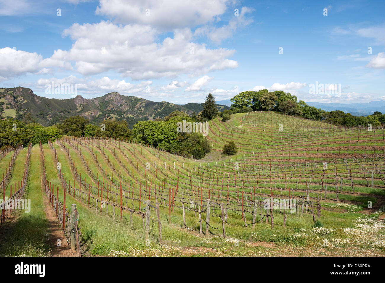 A vineyard on rolling hills in the Rockpile appellation of Sonoma Wine Country in the Spring near Healdsburg, CA. Stock Photo