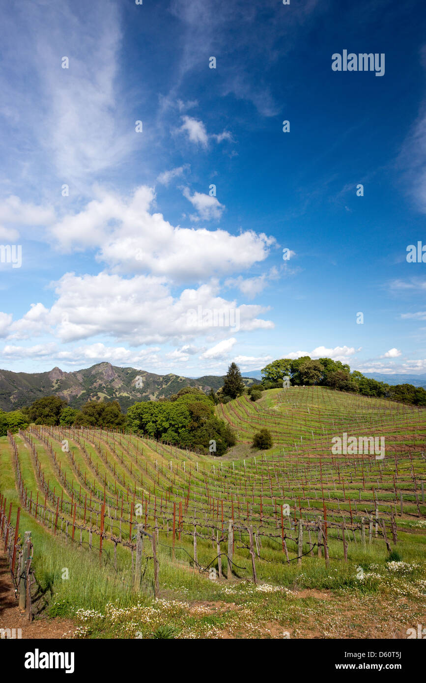 A vineyard on rolling hills in the Rockpile appellation of Sonoma Wine Country in the Spring near Healdsburg, CA. Stock Photo