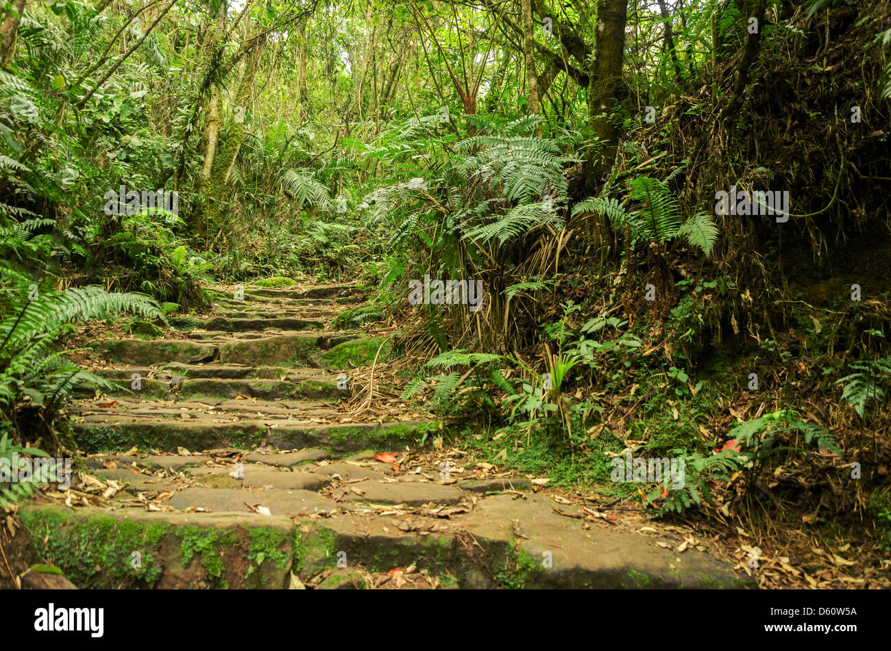 Stone path in green highland cloud forest Stock Photo