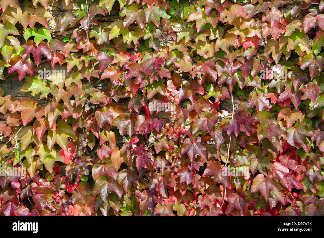 parthenocissus quinquefolia Stock Photo