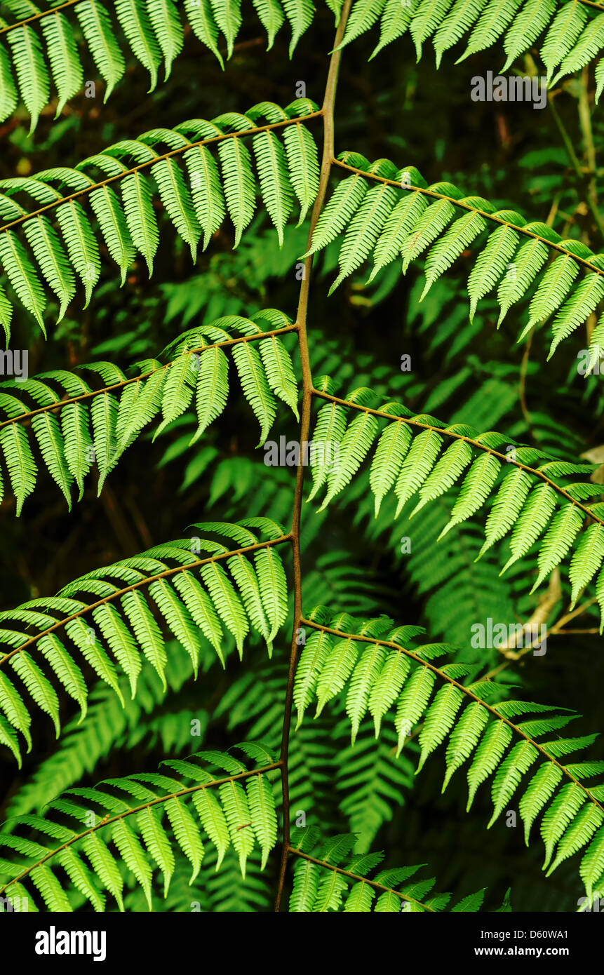 Details of a fern leaf resulting in an interesting pattern Stock Photo