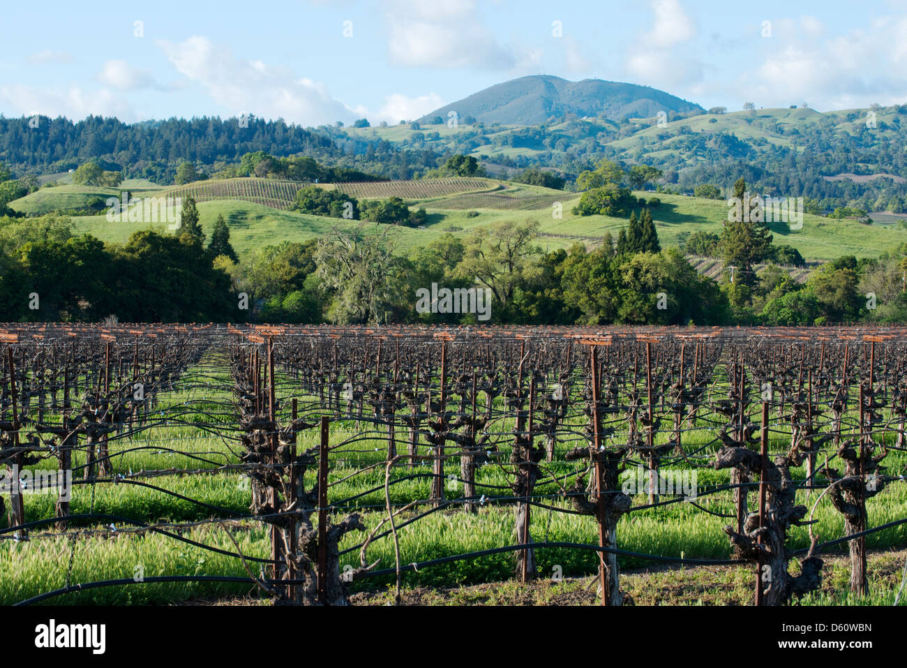 Looking out over a vineyard in the Alexander Valley appellation of the Sonoma Wine Country in the Spring near Healdsburg, CA. Stock Photo