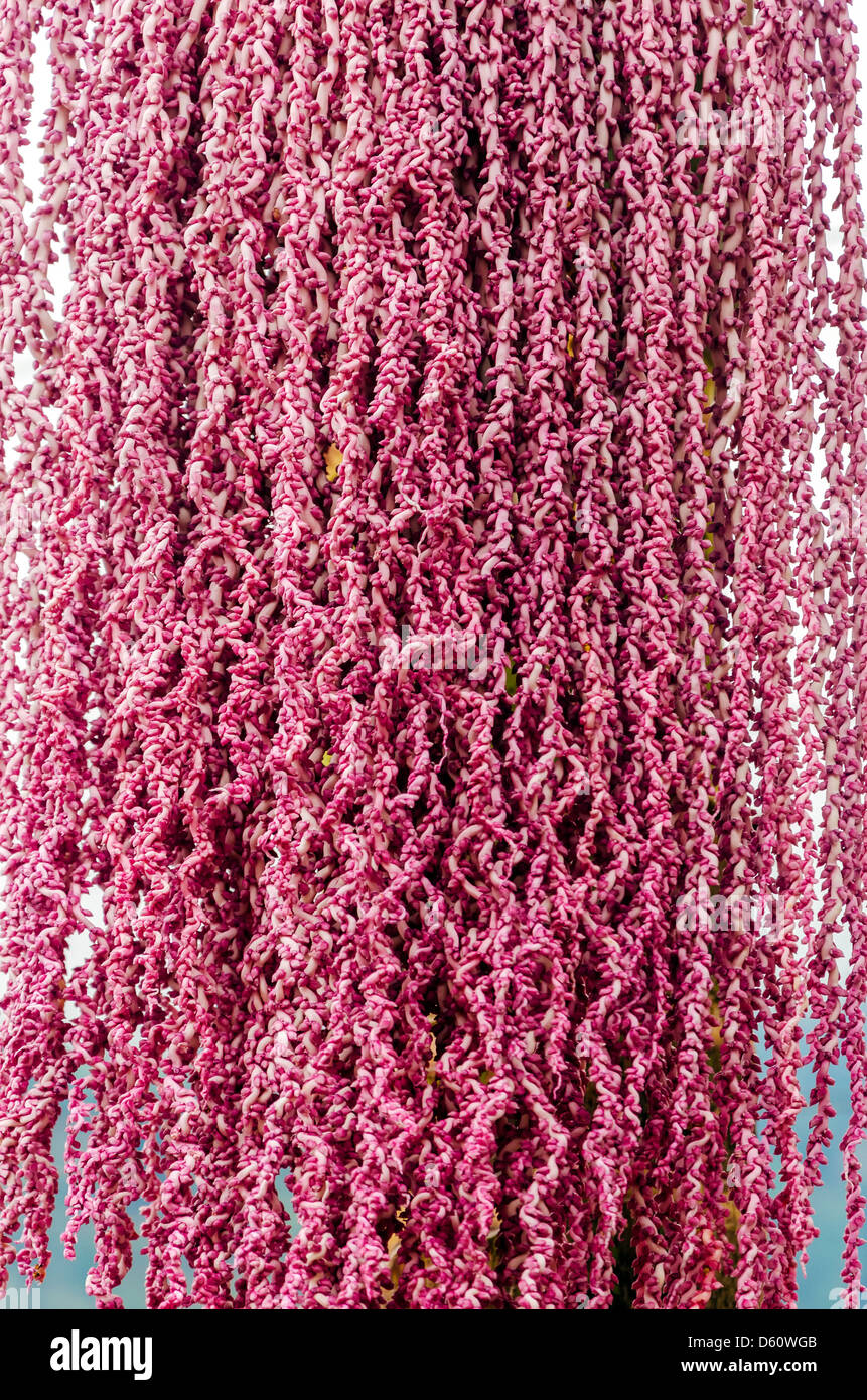 Interesting pink flowers of a palm tree in Cundinamarca, Colombia Stock Photo