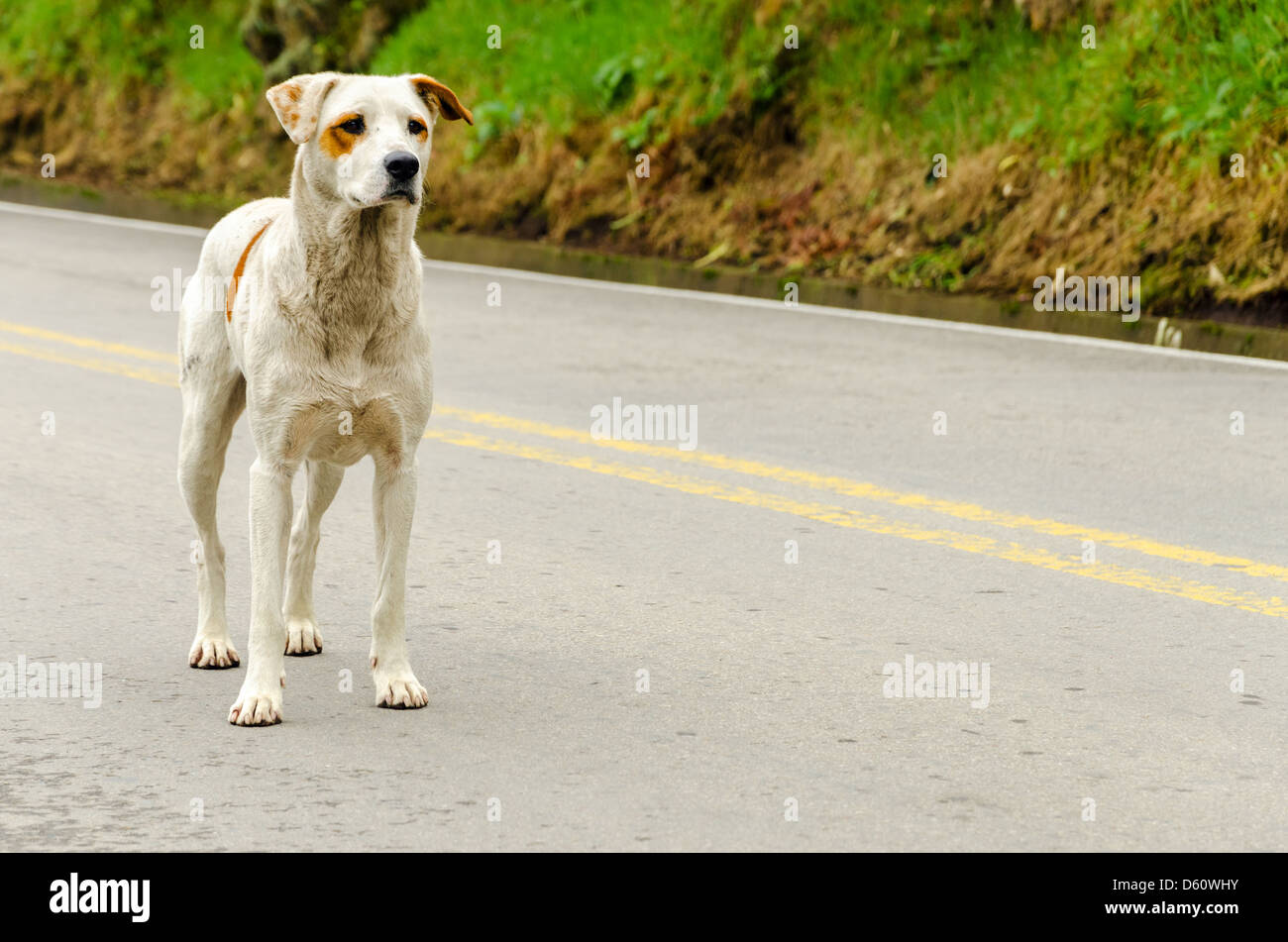 A stray dog standing in the middle of a highway Stock Photo Alamy