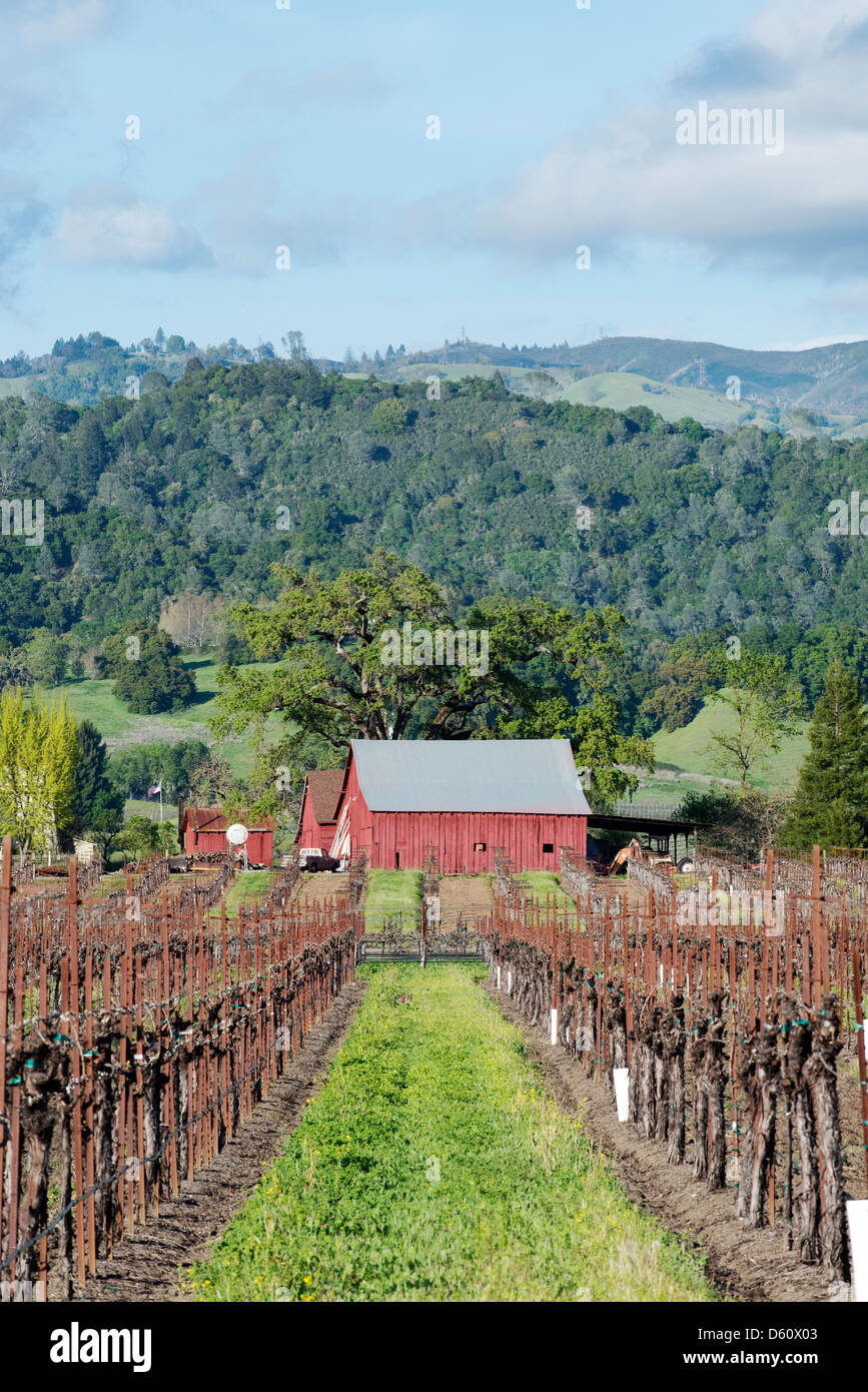 Looking down a vineyard at a red barn in the Alexander Valley appellation of the Sonoma Wine Country near Healdsburg, CA. Stock Photo