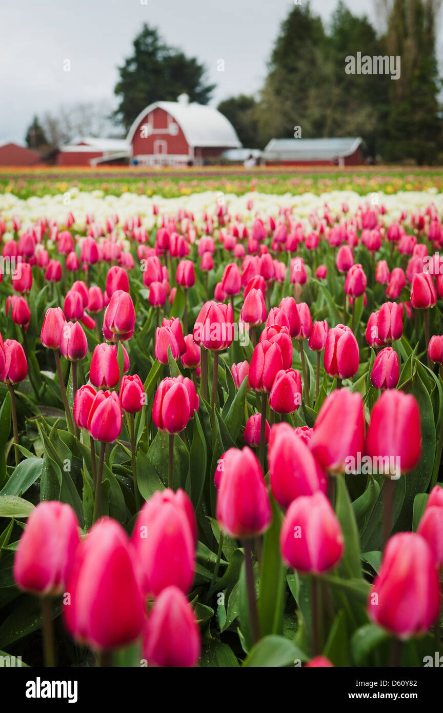 A colorful tulip farm in the Skagit Valley of western Washington State with a picturesque barn in the background. Springtime! Stock Photo