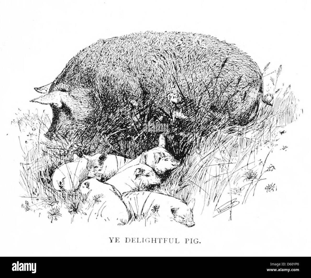 A 1888 humorous essay by Charles Lamb, discussing the origins and enjoyment of roast pig. This lighthearted piece explores the culinary tradition and the enjoyment of pork as a dish, blending storytelling with culinary reflection. Stock Photo