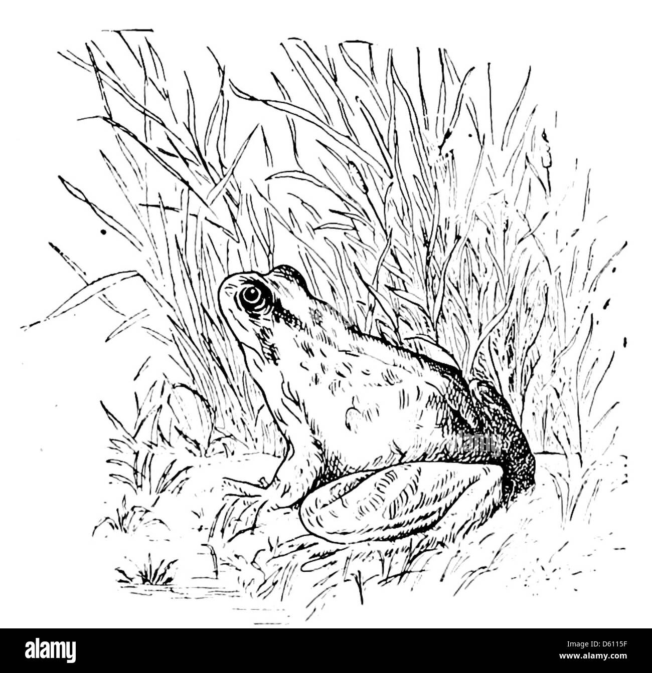 This 1906 book compiles poems related to home and country life, celebrating rural themes, nature, and the domestic sphere. The gentle verse evokes a sense of nostalgia and appreciation for the simplicity of country living. Stock Photo