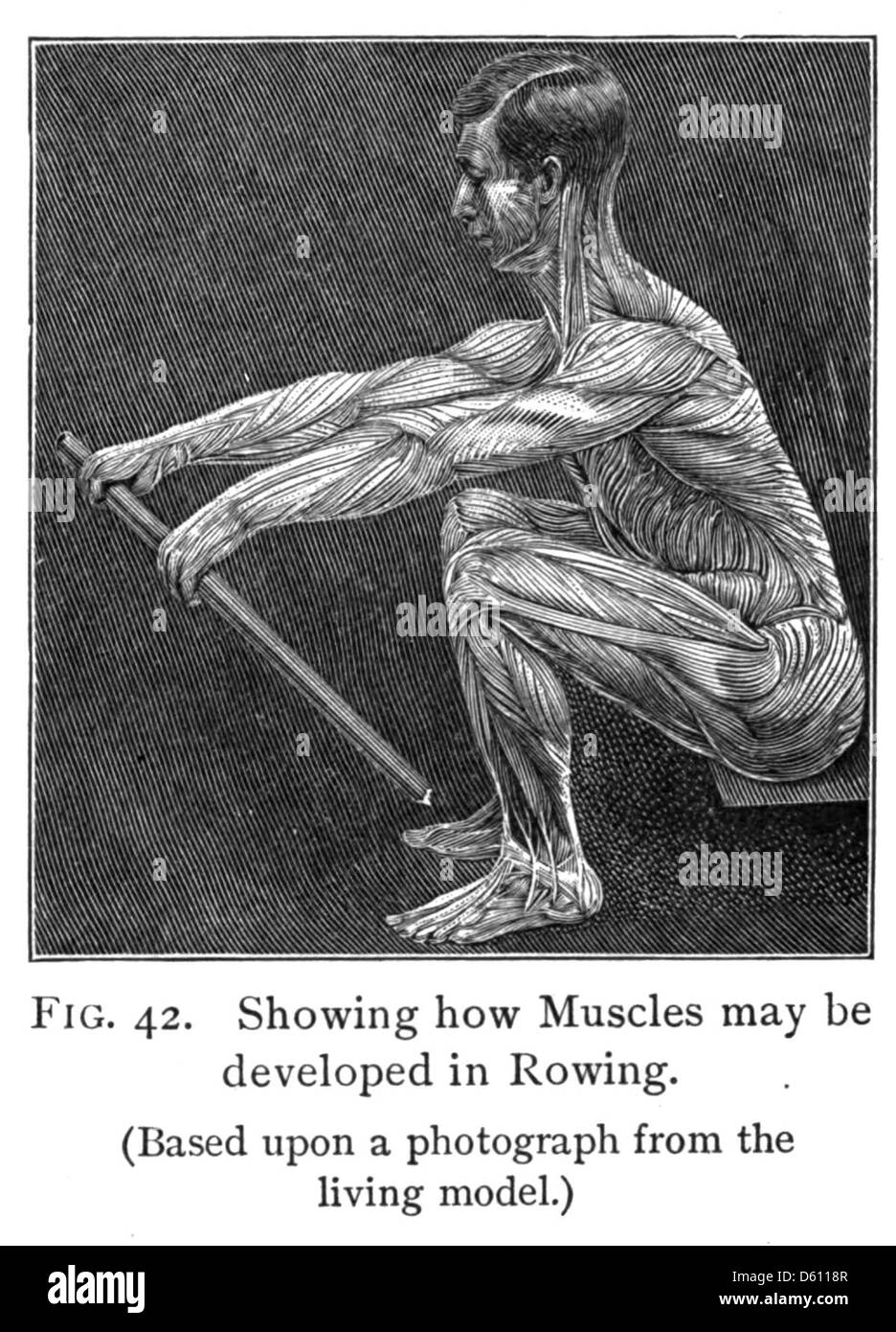 Miuscles From Rowing Illustration from the 1910 text-book 'Life and Health', showing the ...