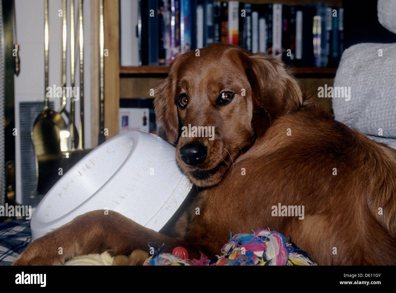 Golden retriever with food bowl Stock Photo Alamy