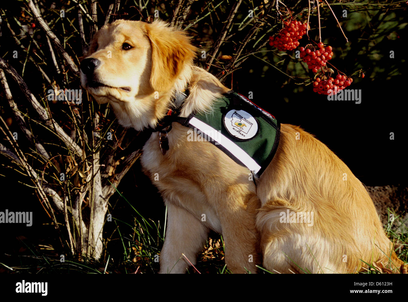 Golden retriever puppy 'service dog' in training Stock Photo