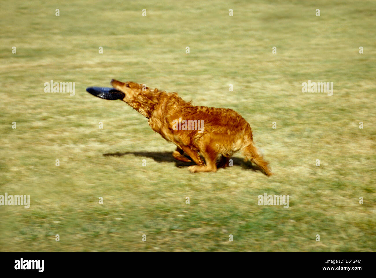 golden retriever frisbee