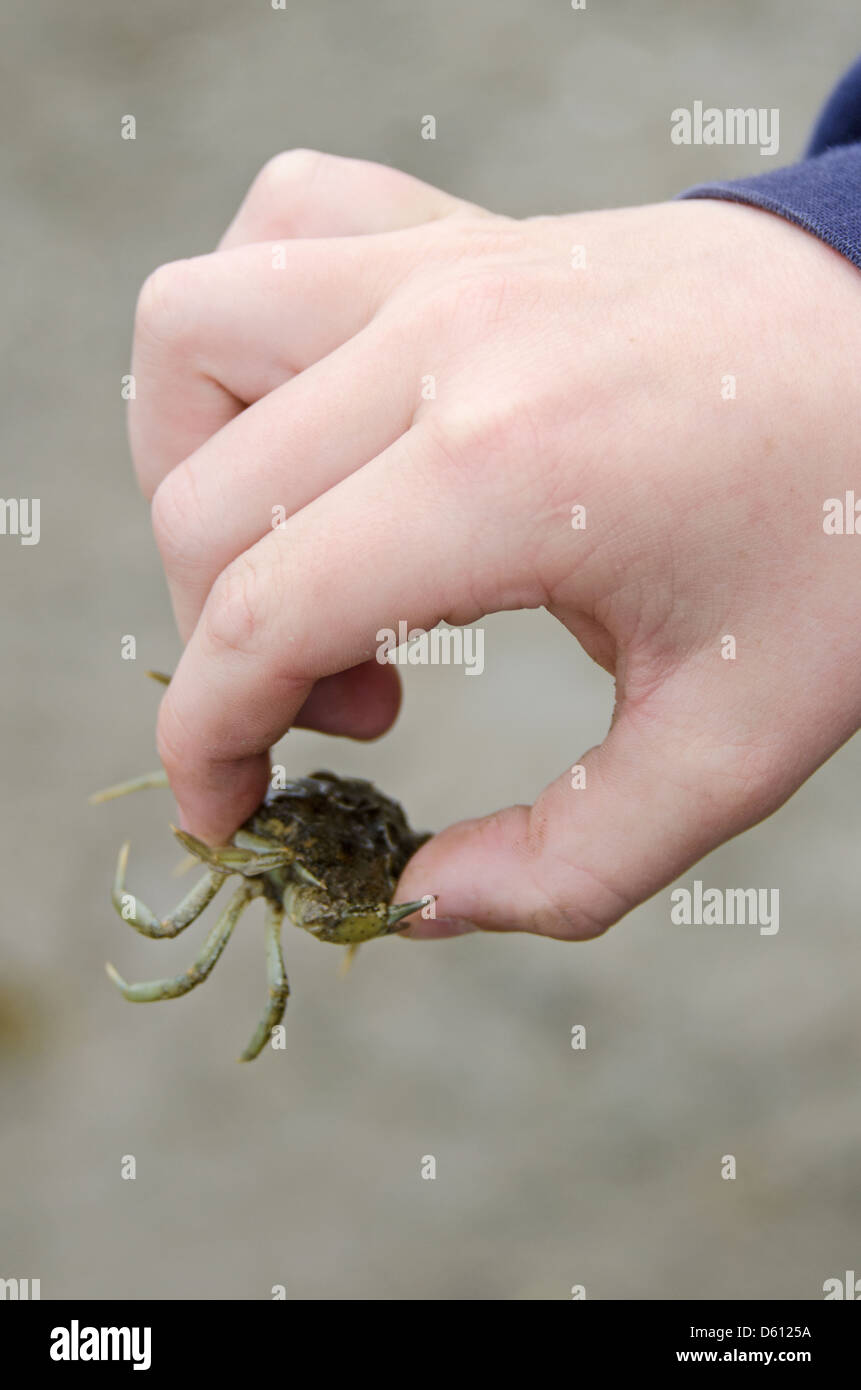 A child holds a crab carefully, wary of the small claws. Acadia National Park, Maine. Stock Photo