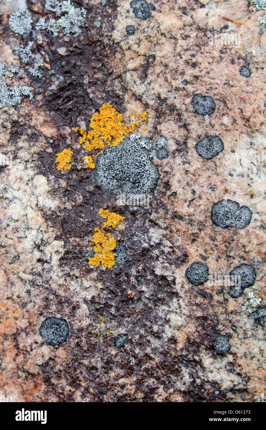 Orange Xanthoria and black Verrucaria lichens on pink granite outcrop in Acadia National Park, Maine Stock Photo
