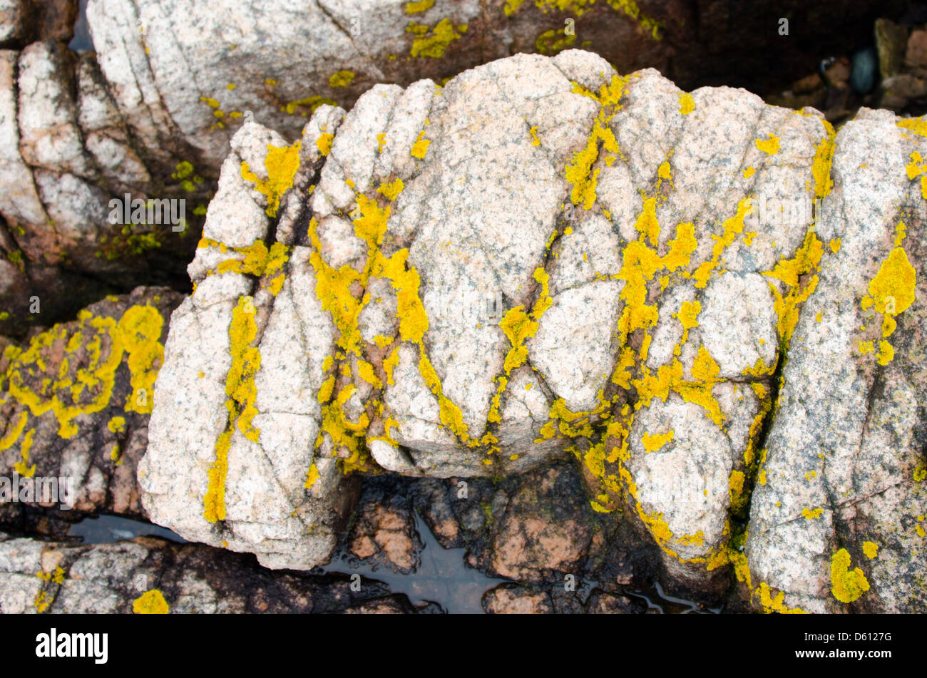 Yellow-orange Xanthoria lichen on pink granite outcrops with tidepools, Ship Harbor Nature Trail, Acadia National Park, Maine. Stock Photo