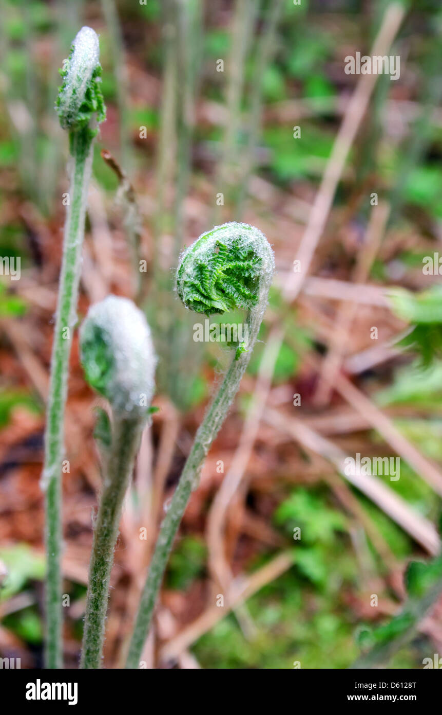 Ferns uncurling in springtime, Acadia National Park, Maine Stock Photo