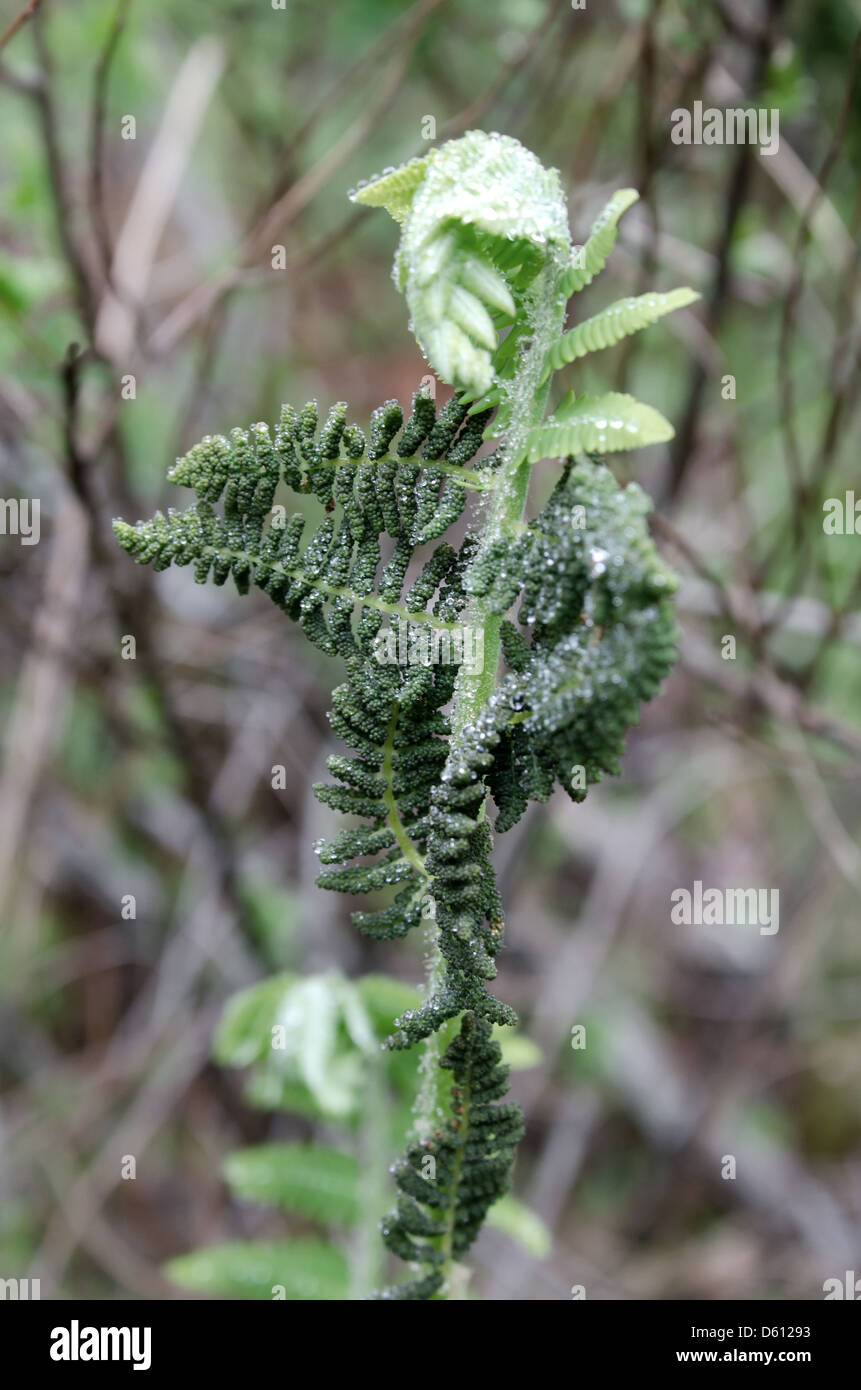 Fern frond opening in spring, Ship Harbor Nature Trail, Acadia National Park, Maine Stock Photo