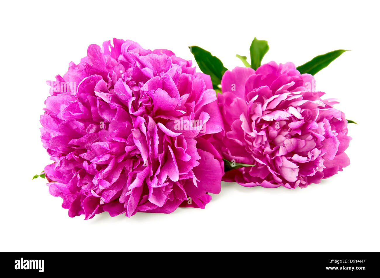 Two bright pink peonies with green leaf isolated on white background Stock Photo