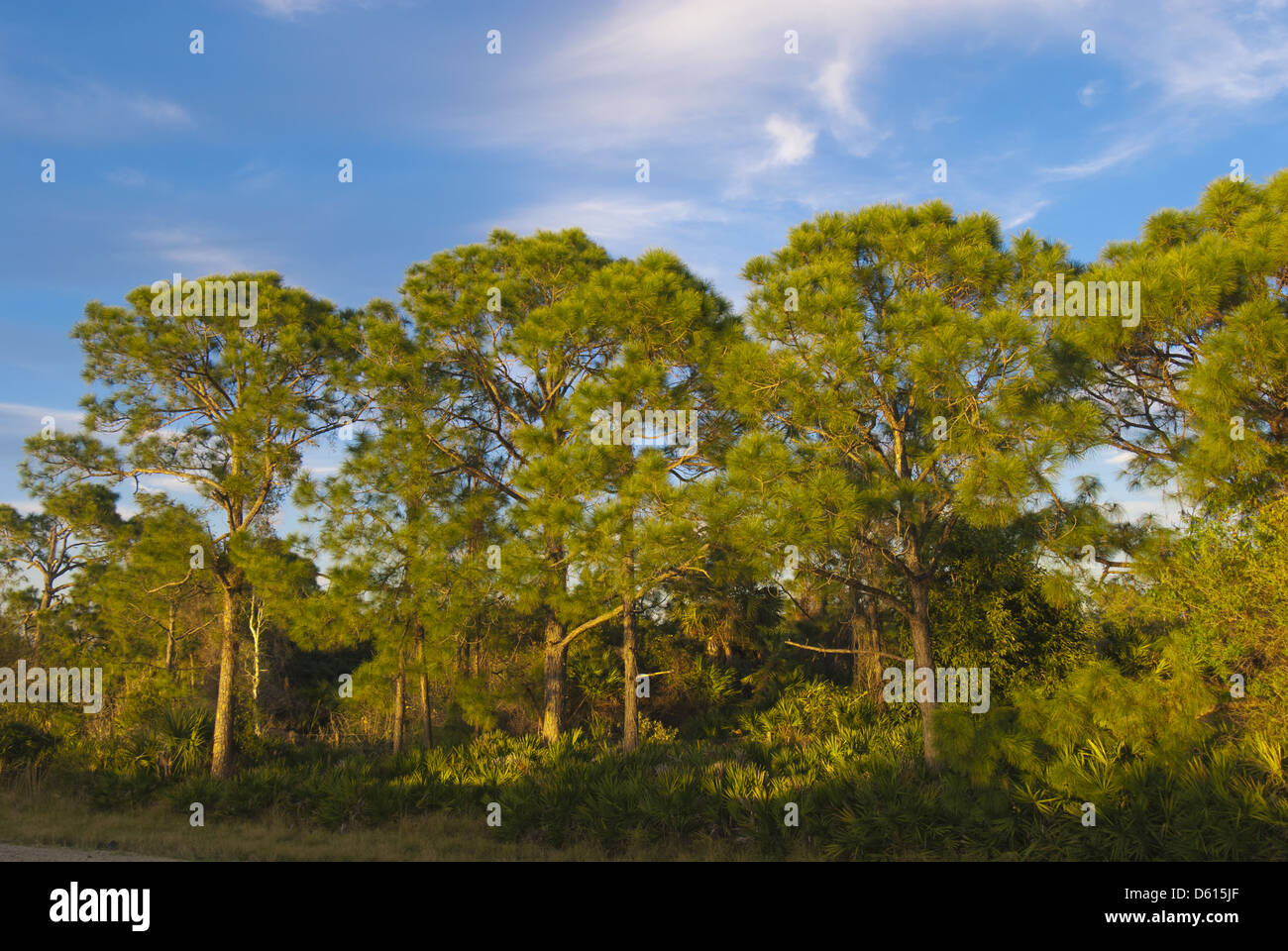 Central Florida trees, USA Stock Photo Alamy