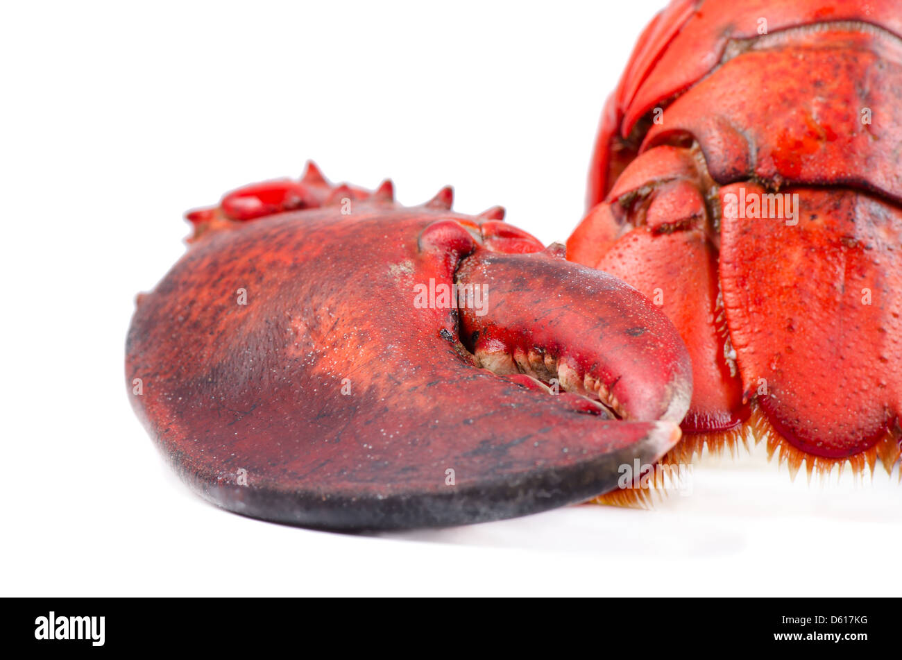 Claw and tail of lobster Stock Photo Alamy