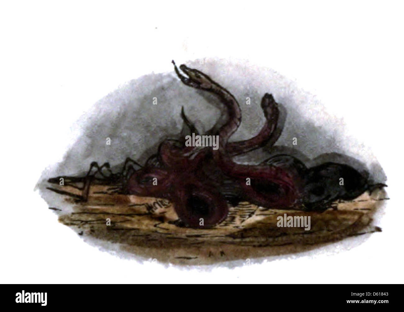 Mythical snakes Cut Out Stock Images & Pictures - Alamy