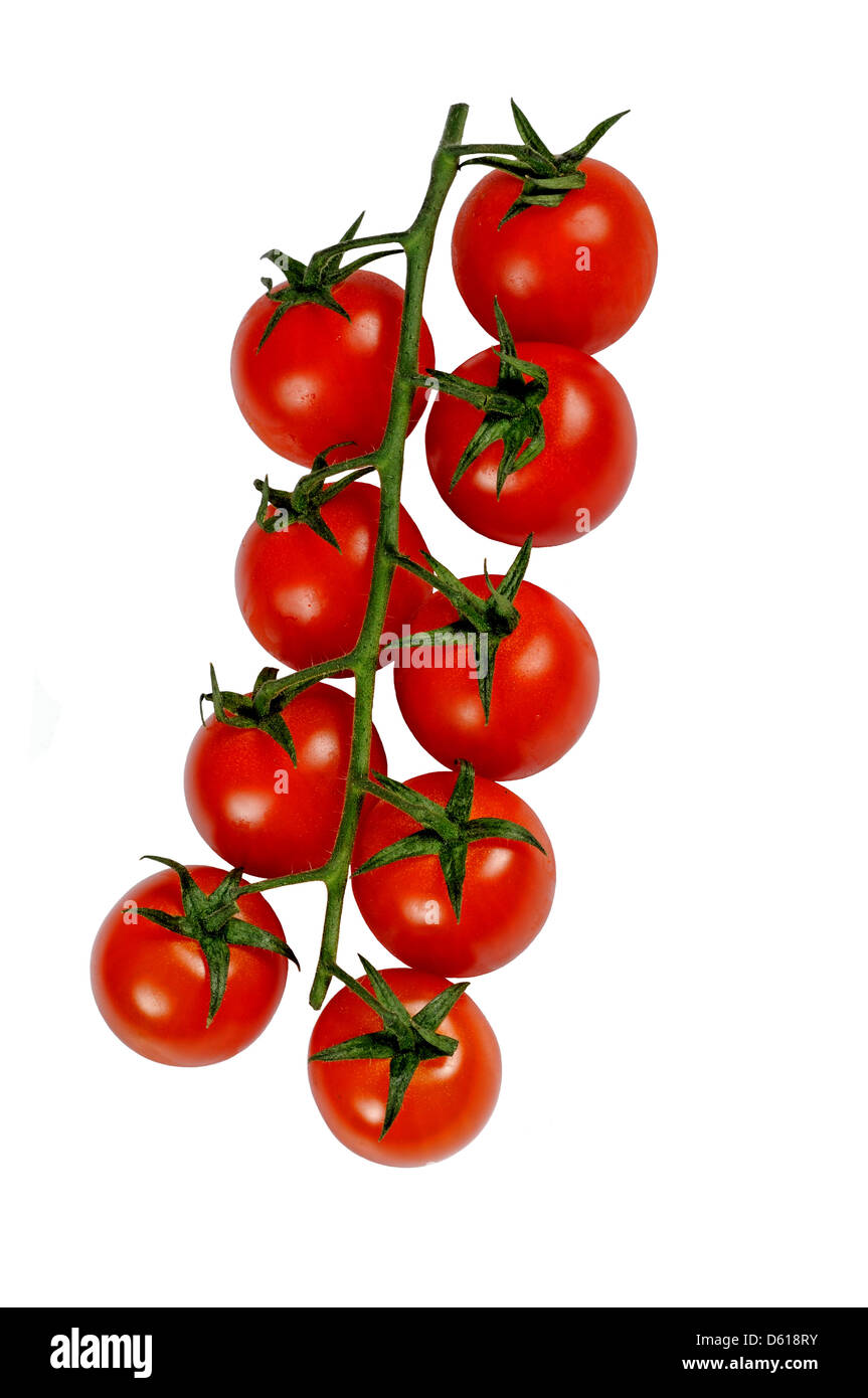 Cherry tomatoes on the vine against a white background Stock Photo - Alamy