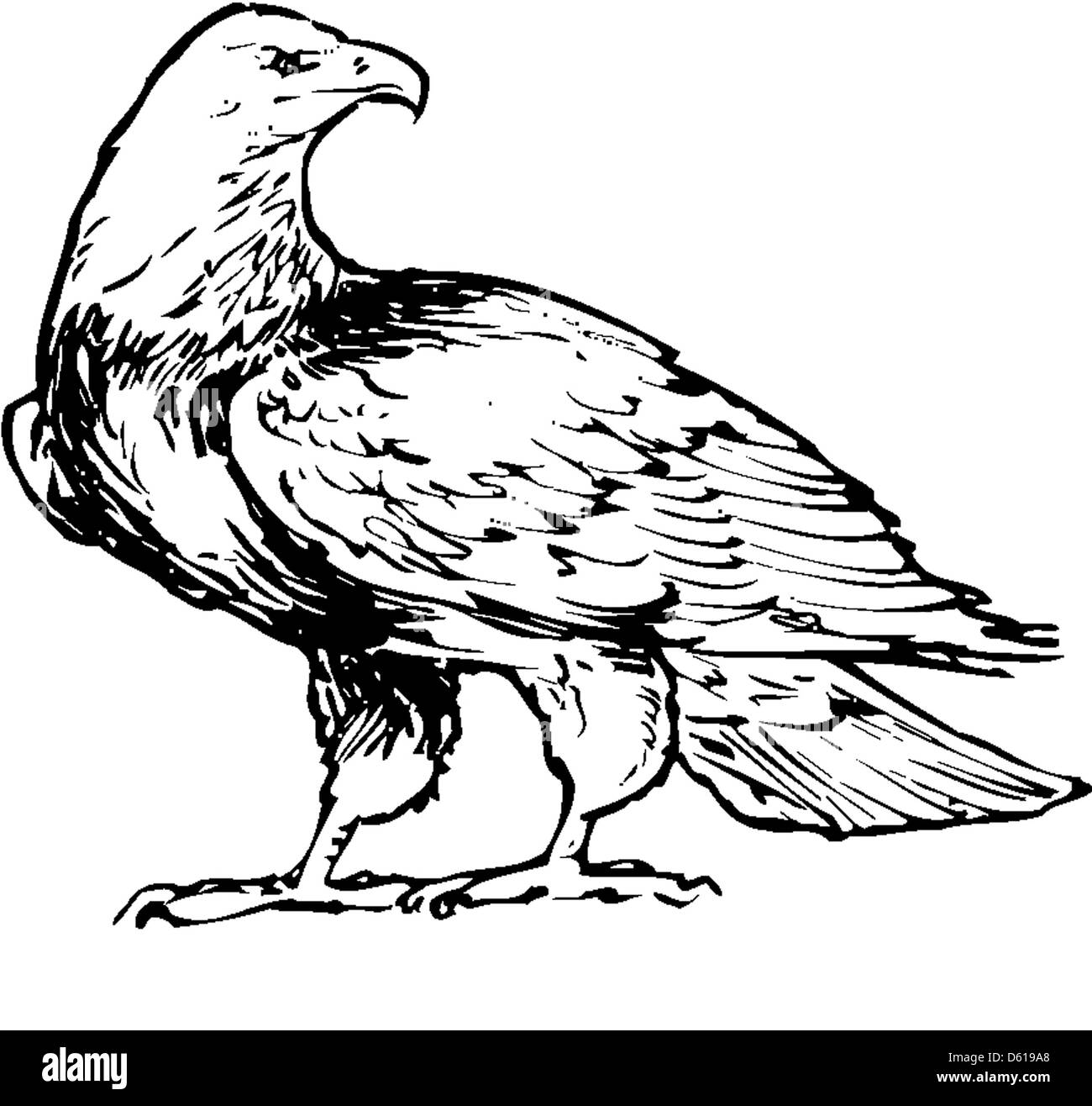 Bald eagle haliaeetus bald eagle Black and White Stock Photos & Images ...