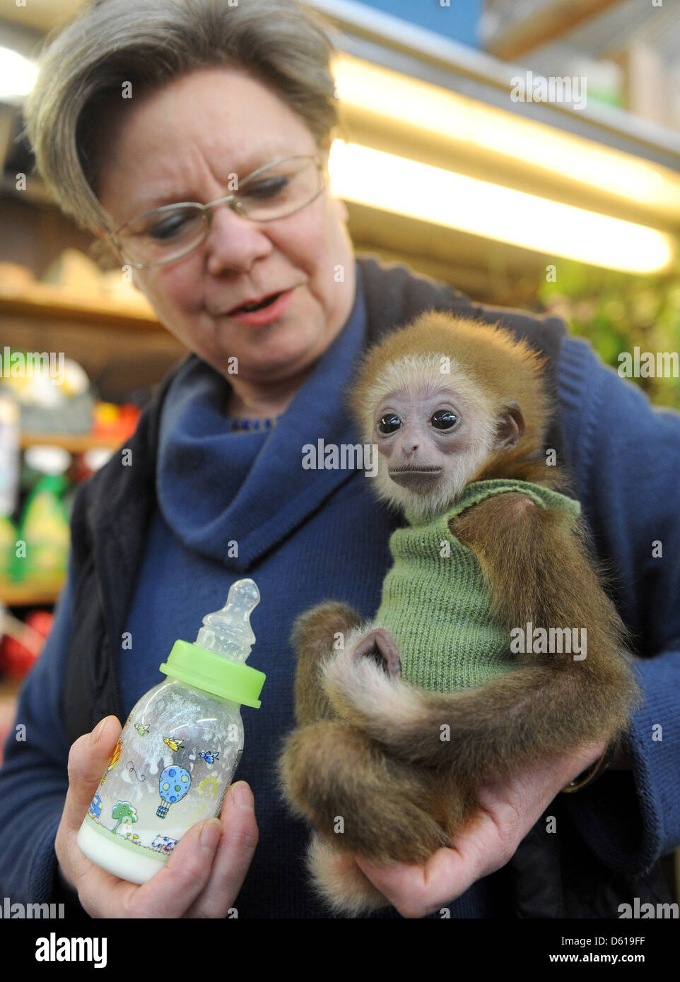 A zookeeper bottlefeeds baby gibbon 'Knuppy' at the private zoo of