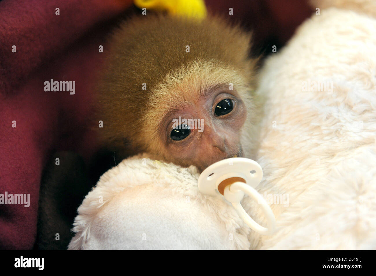 Baby gibbon 'Knuppy' sucks on a pacifier at the private zoo of Garden(02)