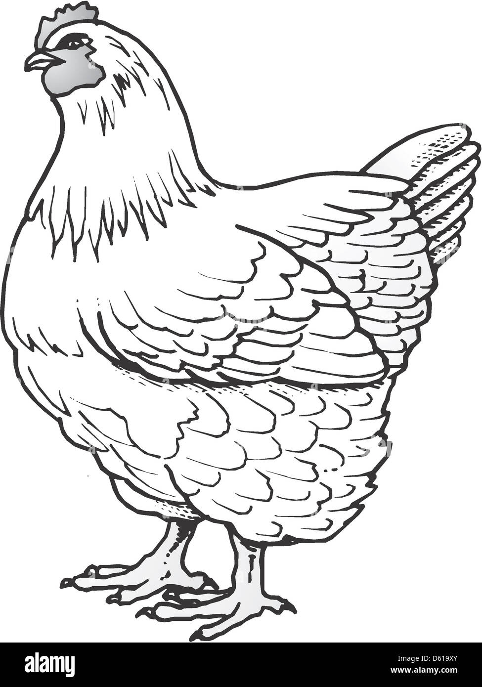 Orpington Black and White Stock Photos & Images - Alamy
