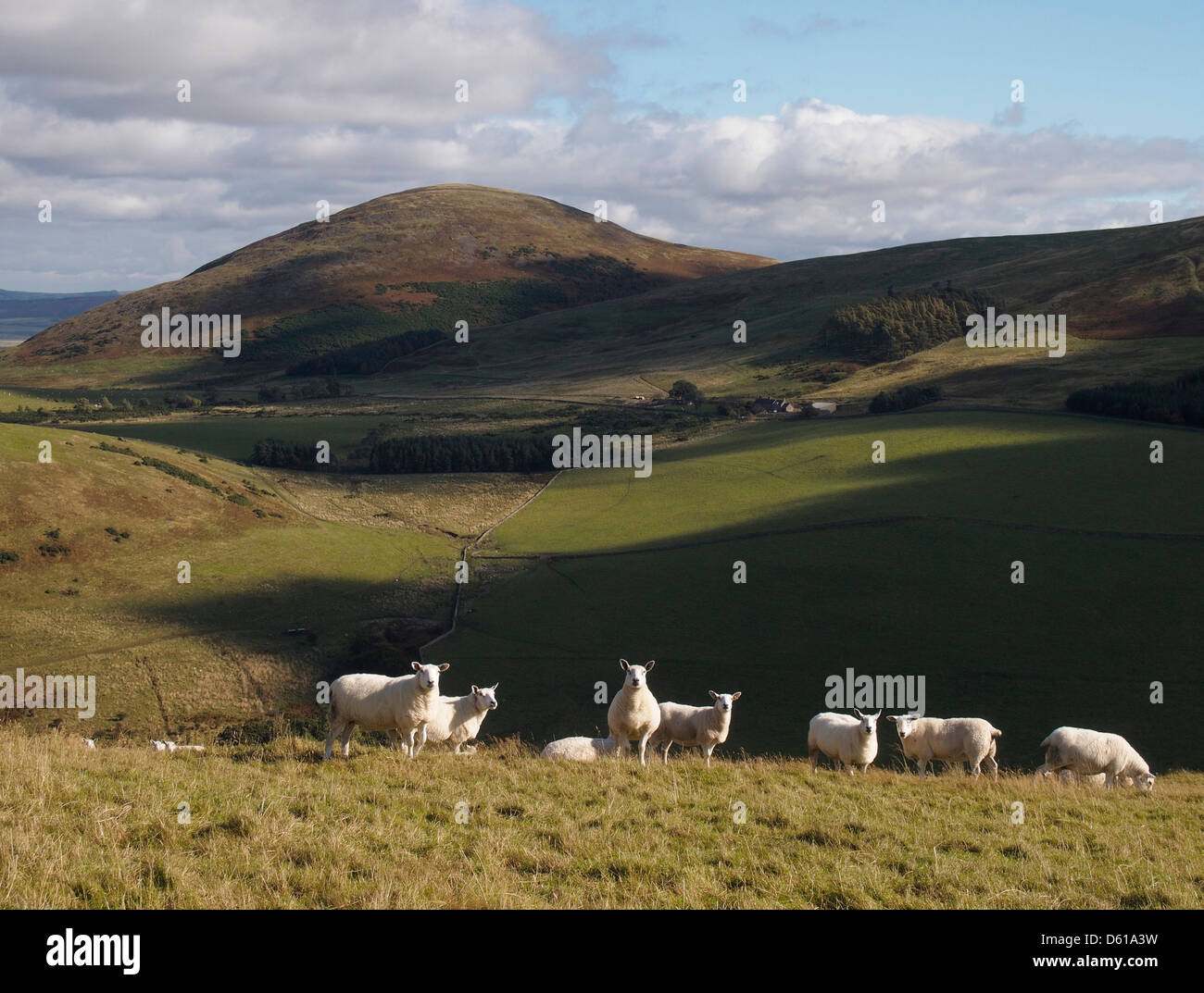 Sheep on The Bell, Hethpool, Northumberland, England Stock Photo
