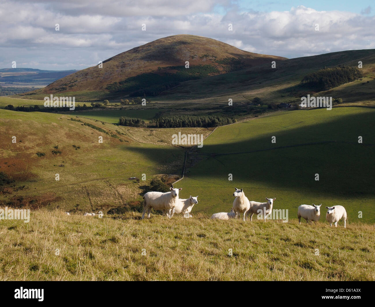 Sheep on The Bell, Hethpool, Northumberland, England Stock Photo