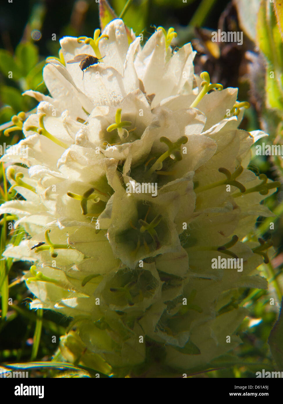 Campanula thyrsoides,haute savoie,france Stock Photo