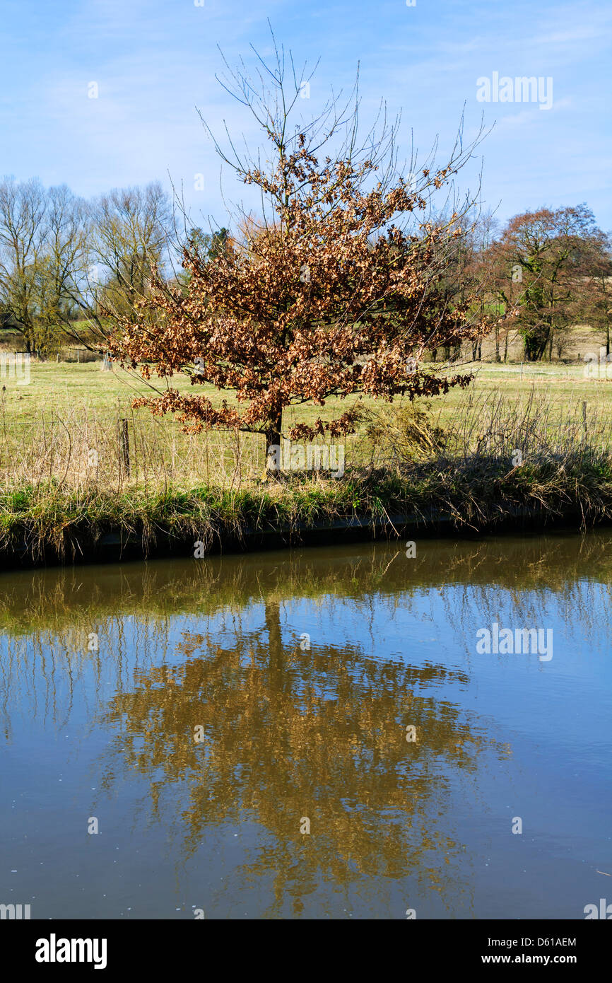 The banks of a river, with bushes and trees Stock Photo - Alamy