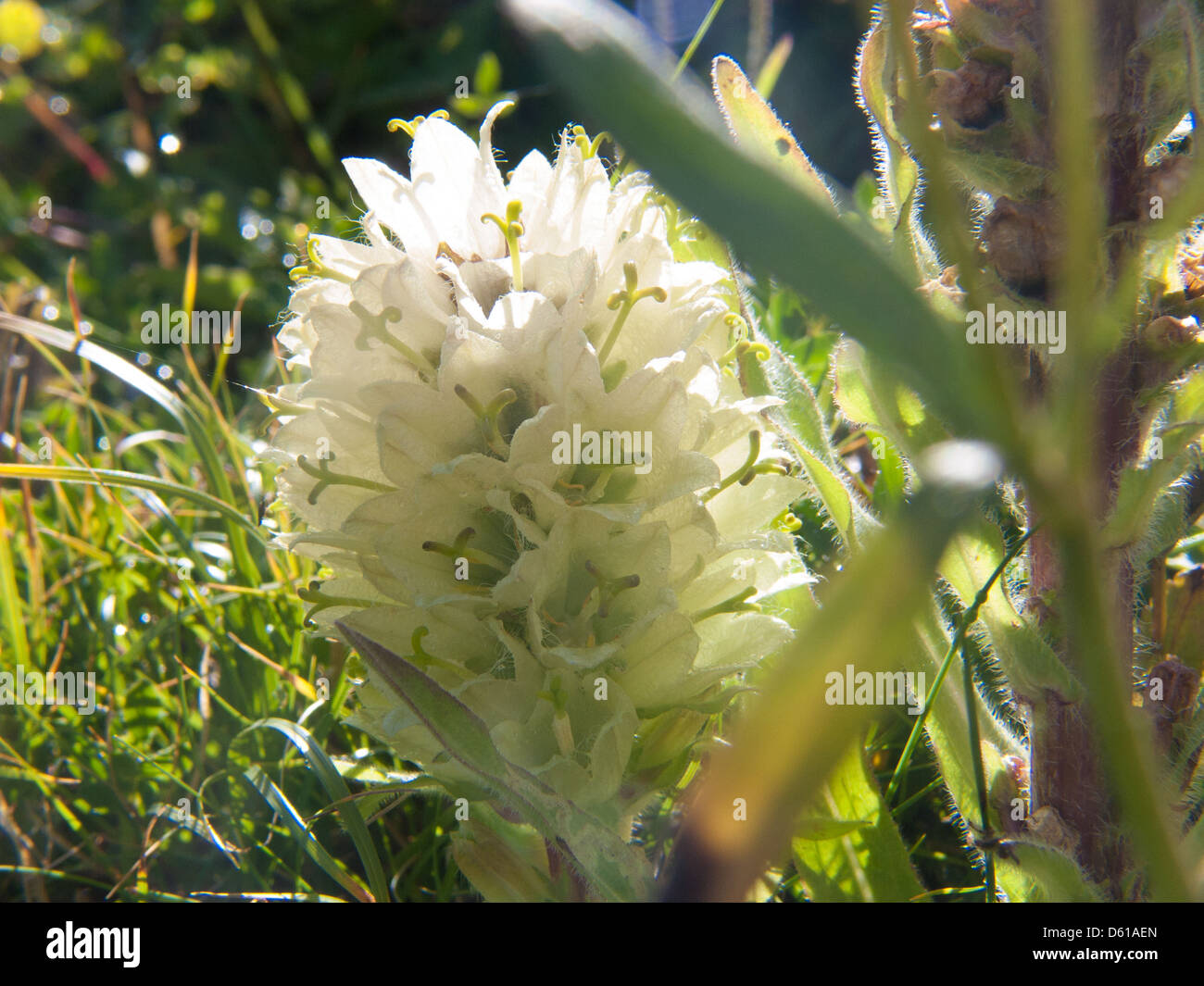 Campanula thyrsoides,haute savoie,france Stock Photo