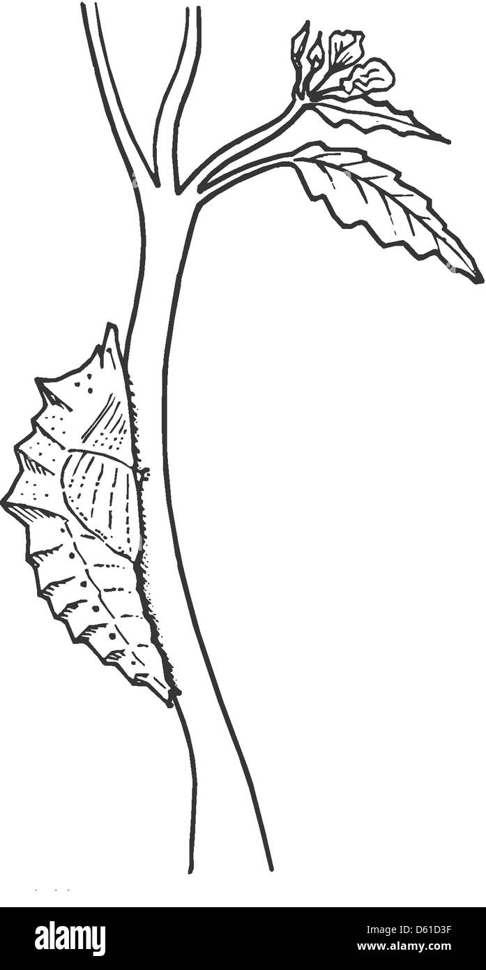 Cicada Shell Vector Pupa Black and White Stock Photos & Images - Alamy