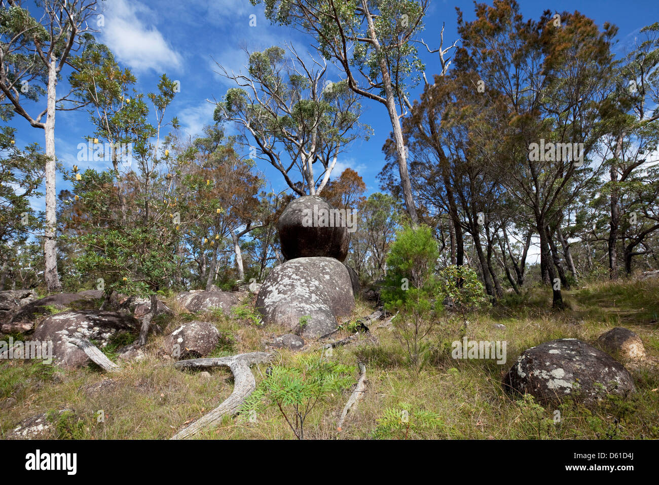 Native Australian bush, Boonoo Boonoo National Park, New South Wales, Australia Stock Photo