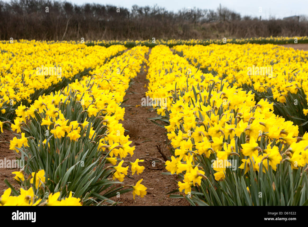 Rows of Golden Daffodils in a Field in Cornwall, England, UK Stock