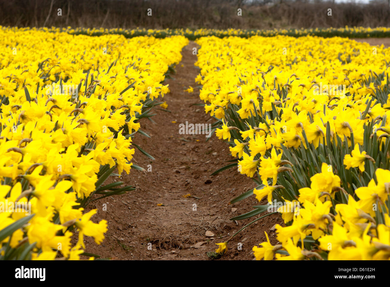 Cornish daffodils hires stock photography and images Alamy