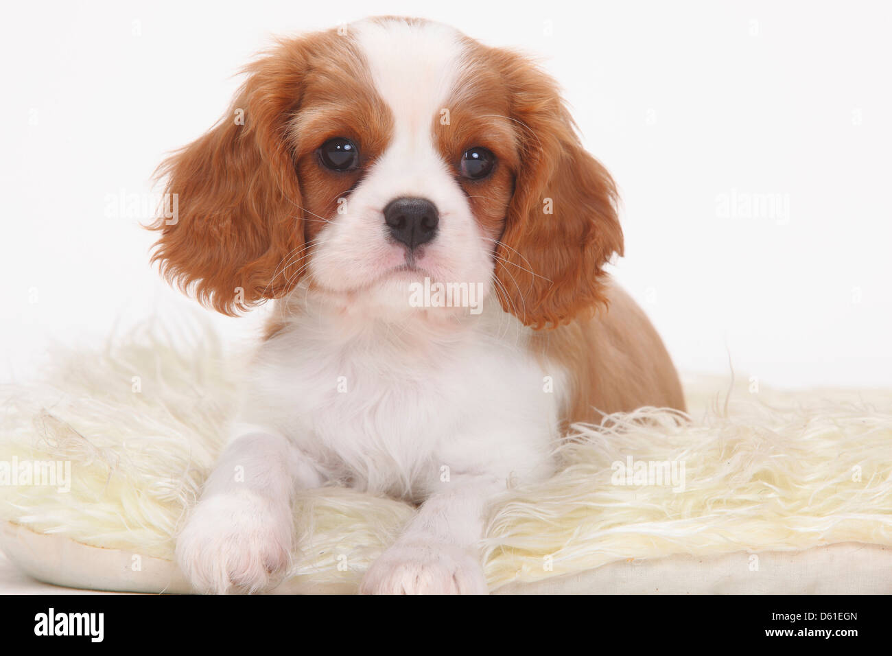 Cavalier King Charles Spaniel, blenheim, puppy, 8 weeks |Cavalier King  Charles Spaniel, Blenheim, Welpe, 8 Wochen Stock Photo - Alamy
