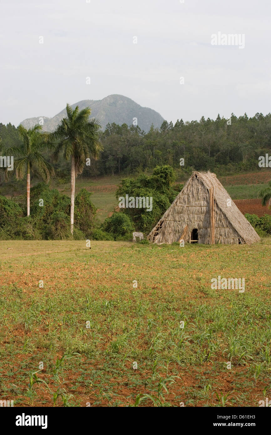 Tobacco sheds hi-res stock photography and images