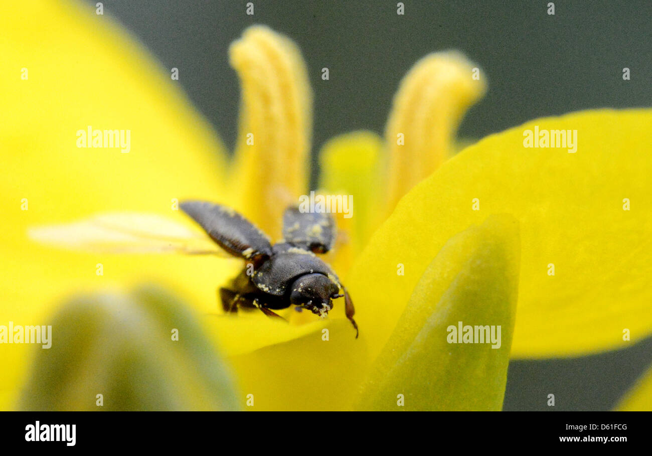 A tiny pollen beetle sits on a bloooming rapeseed plant near Goettingen