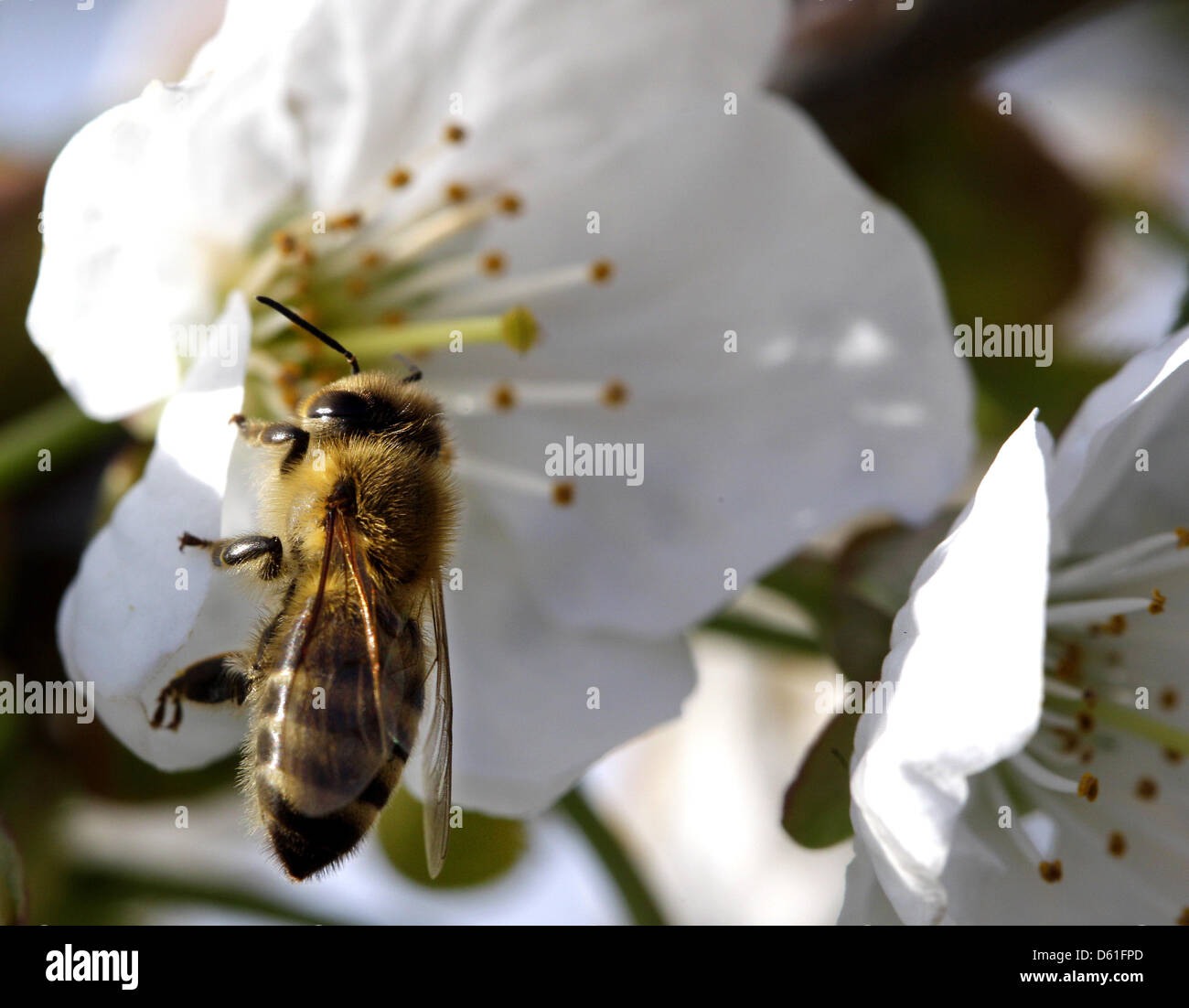 A bee pollinates one of farmer Rudolf Schumacher's apple trees in ...