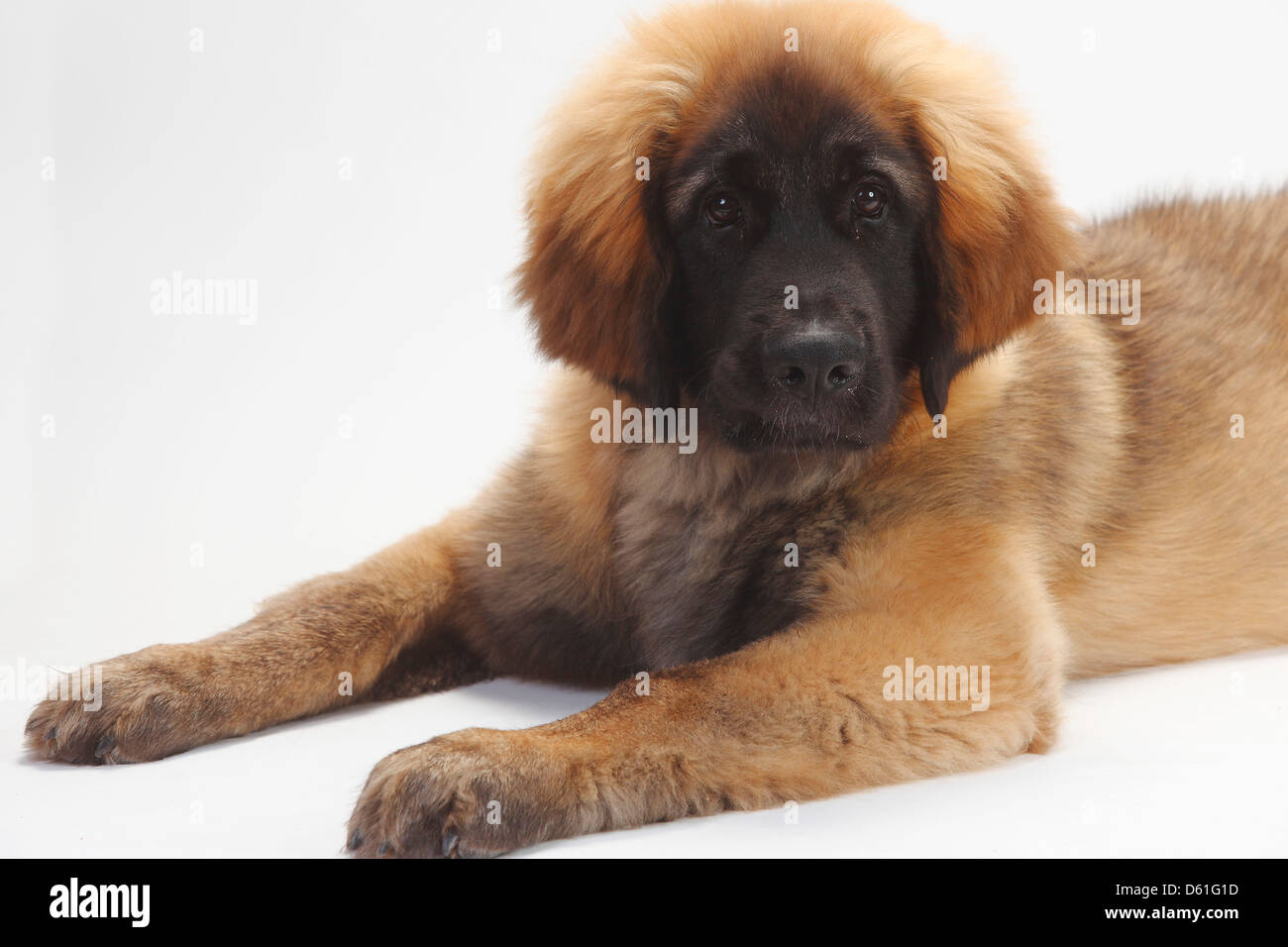 Leonberger, puppy, 5 months |Leonberger, Welpe, 5 Monate Stock Photo
