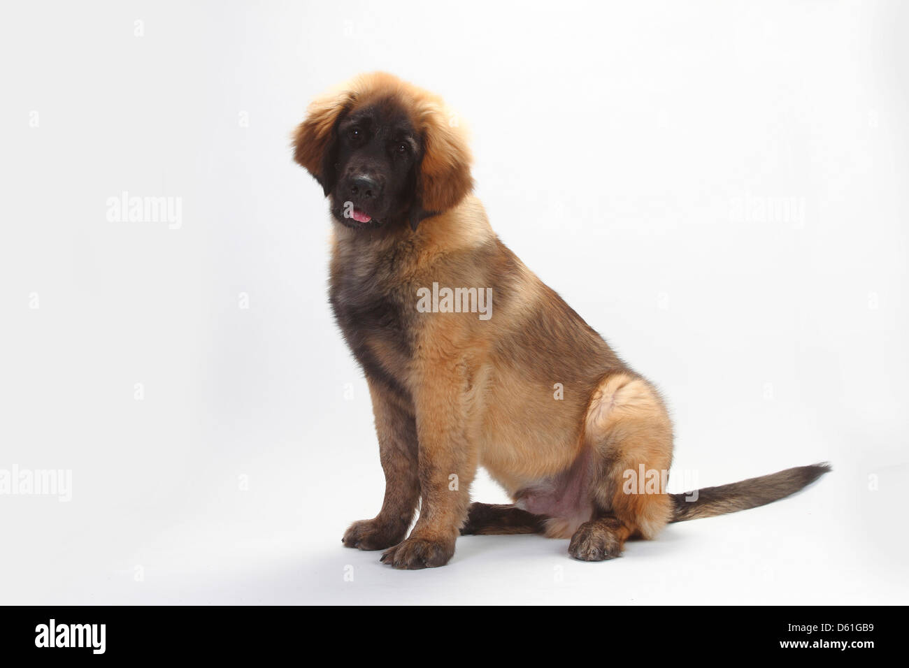 Leonberger, puppy, 5 months |Leonberger, Welpe, 5 Monate Stock Photo
